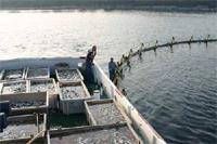 Croatian tuna farm takes step towards sustainable farming